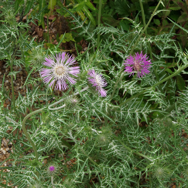 Purple milk thistle