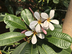 In the palm house of Trädgårdsföreningen 2