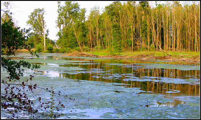 Old river Arm  (Roer)