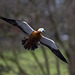 Ruddy shelduck