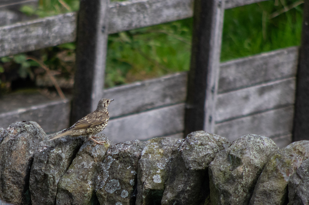 Mistle Thrush