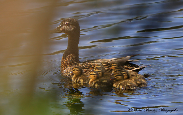 Maman colvert avec les petits