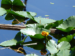 Seerosen im Killarney Lake