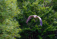 Bad Mergentheim (Wildpark)