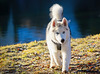 Dieser junge Siberian Husky ist mir am See entgegen gelaufen :))  This young Siberian Husky ran towards me at the lake :))  Ce jeune Husky Sibérien a couru vers moi au bord du lac :))