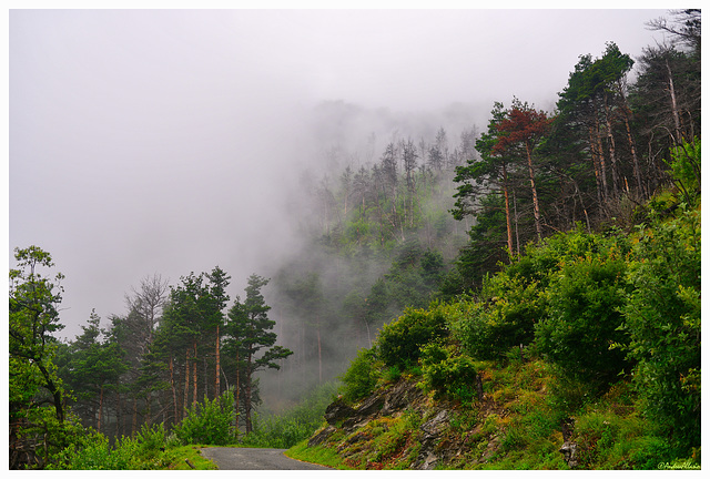 nebbia