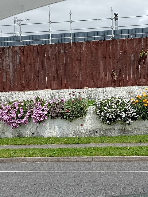 Floral Fenceline.