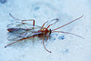 5D3 6600-FHD