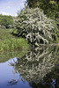 Hawthorn reflections