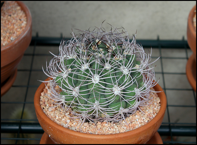 Cactée à identifier