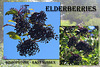 Elderberries - Bishopstone - 18.9.2015