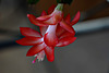 Schlumbergera