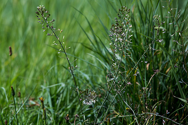 20150910 8714VRTw [D~PB] Hirtentäschelkraut (Capsella bursa-pastoris), Steinhorster Becken, Delbrück