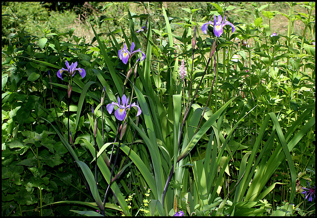Iris x robusta (1)