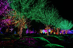 Christmas Lights at the Mormon Temple