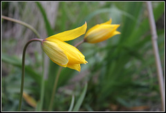 Tulipa australis (2)