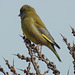 20180404 3476CPw [D~AUR] Grünfink (Carduelis chloris), Norderney