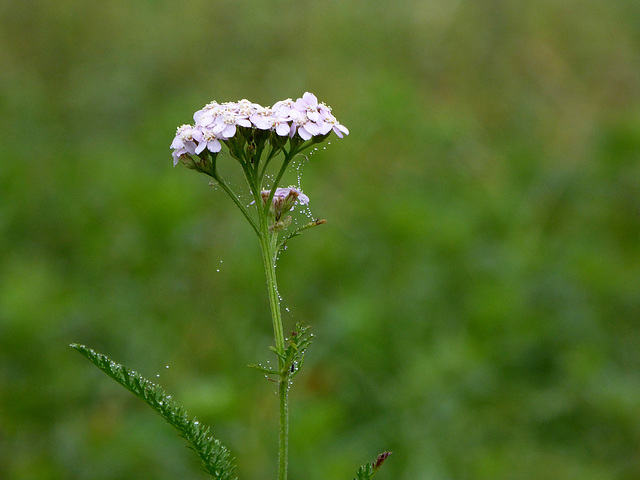 tante piccole perle