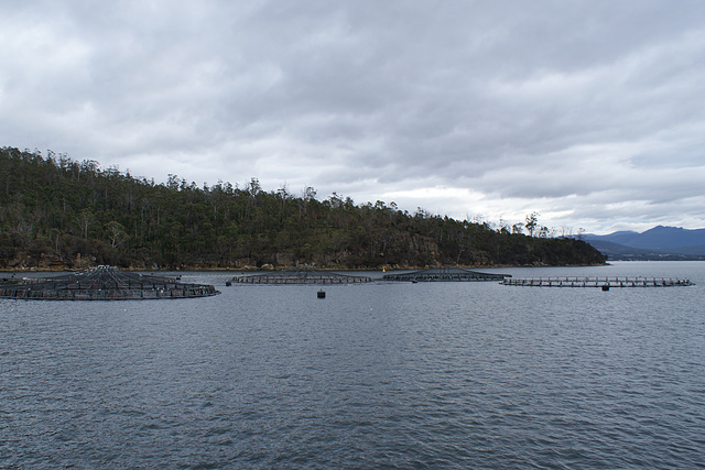 Fish Farms In The D'Entrecasteau Channel