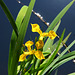 Gelbe Sumpfschwertlilie (2 Pic in Pic)