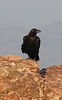 Fan-tailed Raven - from Shimbrety Guesthouse