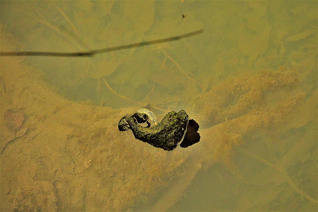 On And Under Water