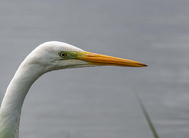 Great white egret