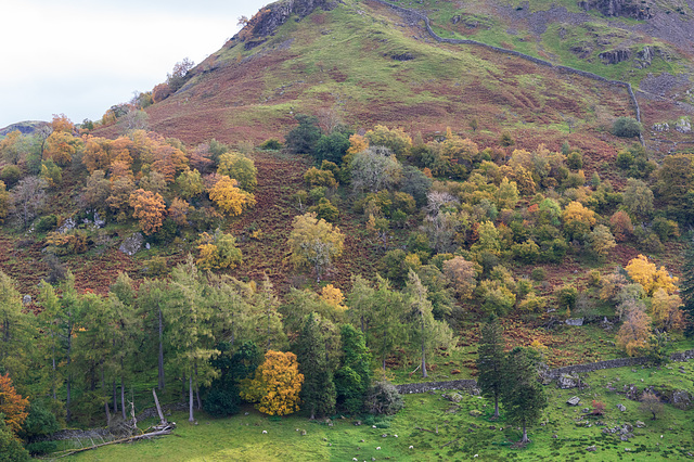 Grisedale: trees at Thornhow End