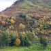 Grisedale: trees at Thornhow End