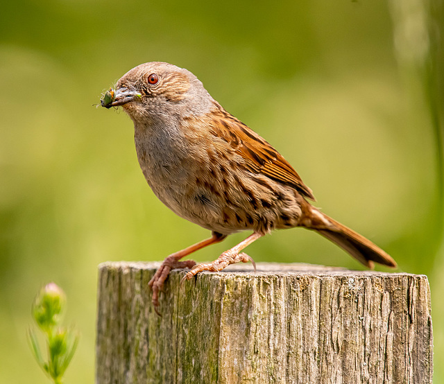 Dunnock