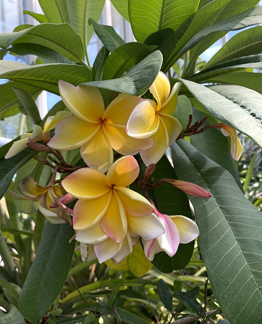 In the palm house of Trädgårdsföreningen 3