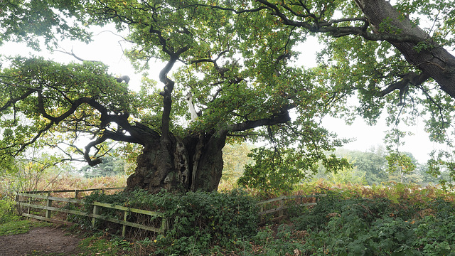 The Old Man of Calke