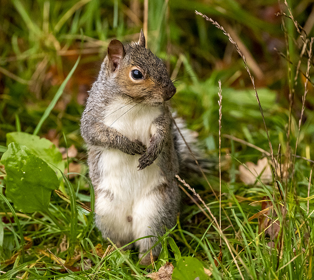 Squrrel