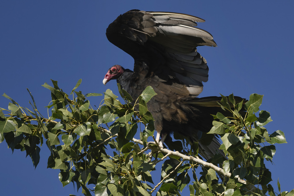 Turkey Vulture