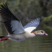 Egyptian goose