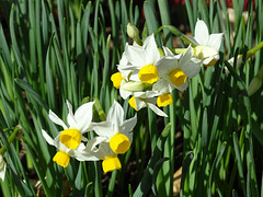 Miniature Narcissus