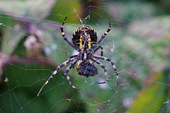 Wespenspinne mit ausgesaugter Beute (ventral)