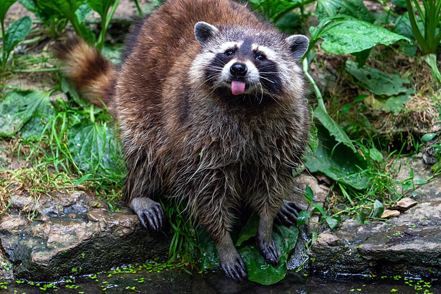 Bad Mergentheim (Wildpark)