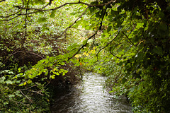 The Brook