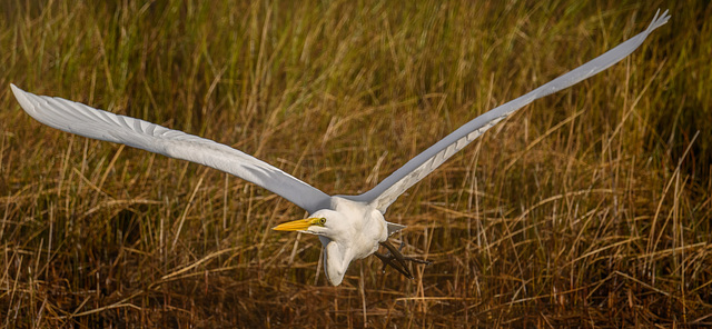 Great Egret