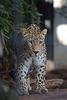 Leopard Aman (Wilhelma)