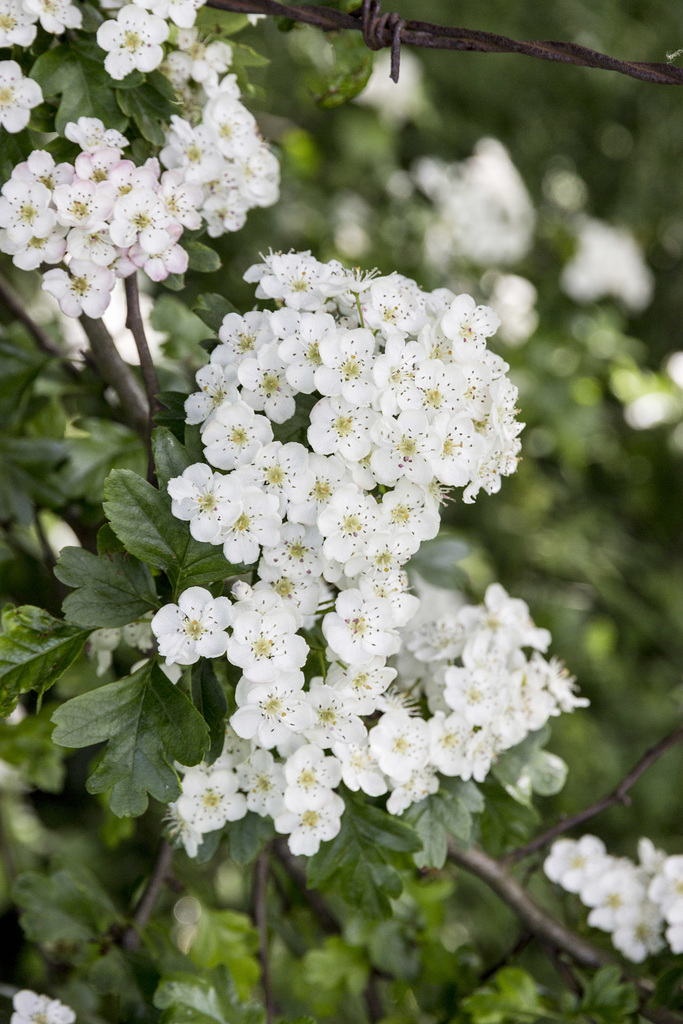 Canal bank hawthorn