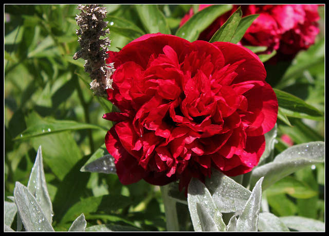 Paeonia officinalis 2