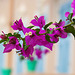 MONACO: Fleurs de  bougainvillier ( Bougainvillea spectabilis ).