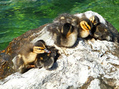 Jung-Enten in Limone 3. ©UdoSm