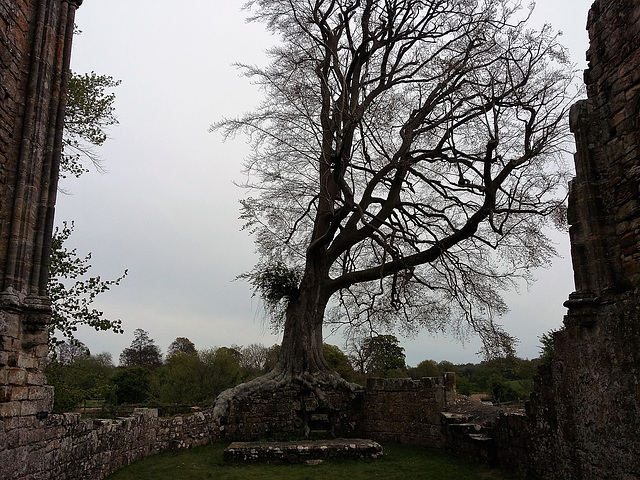 bayham abbey, sussex