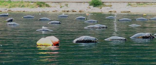 Mussel Beds