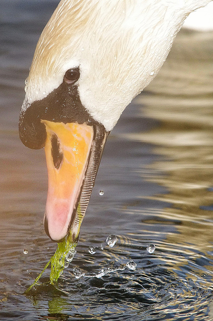 Mute Swan   /   April 2015