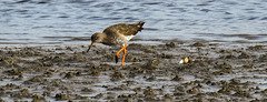 20180404 3477CPw [D~AUR] Rotschenkel (Tringa totanus), Norderney