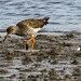 20180404 3477CPw [D~AUR] Rotschenkel (Tringa totanus), Norderney